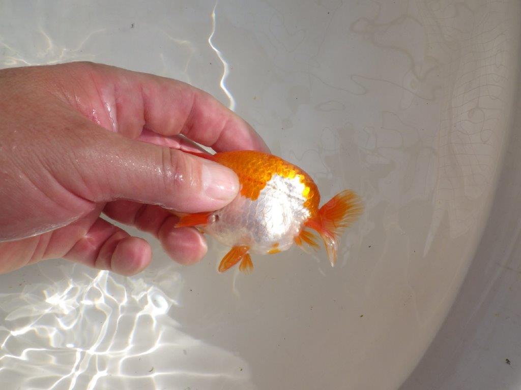 【管理魚】可愛い更紗らんちゅう　二歳魚　 　約11ｃｍ  オス？