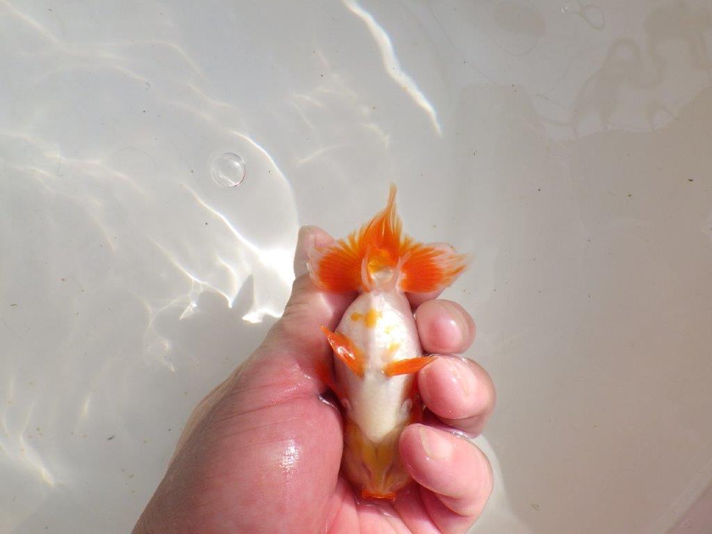 【管理魚】可愛い更紗らんちゅう　二歳魚　 　約11ｃｍ  オス？