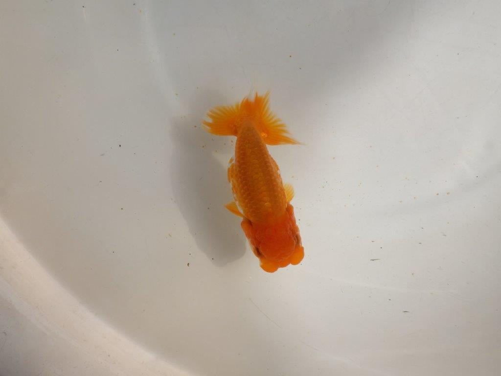 【管理魚】頭が良く尾張りも良い更紗らんちゅう　二歳魚　 　約13ｃｍ  メス？