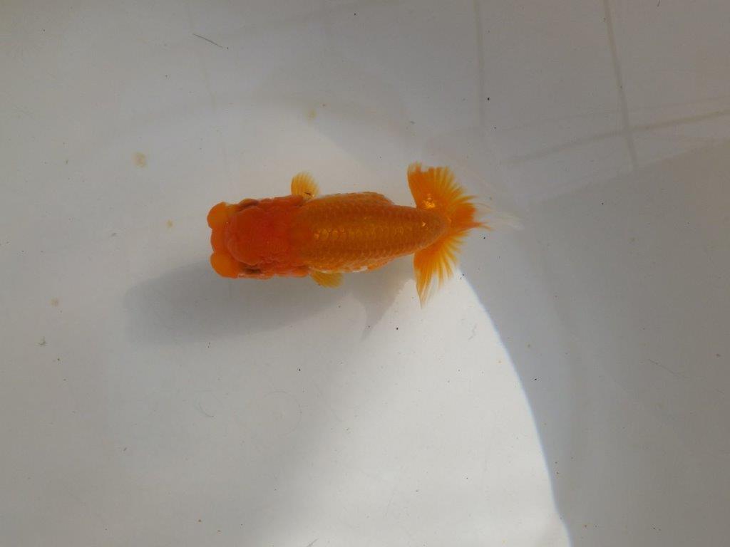 【管理魚】頭が良く尾張りも良い更紗らんちゅう　二歳魚　 　約13ｃｍ  メス？