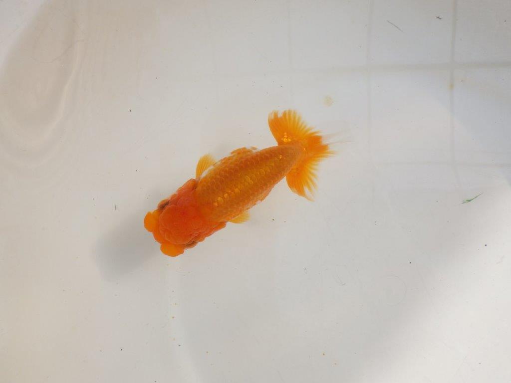 【管理魚】頭が良く尾張りも良い更紗らんちゅう　二歳魚　 　約13ｃｍ  メス？