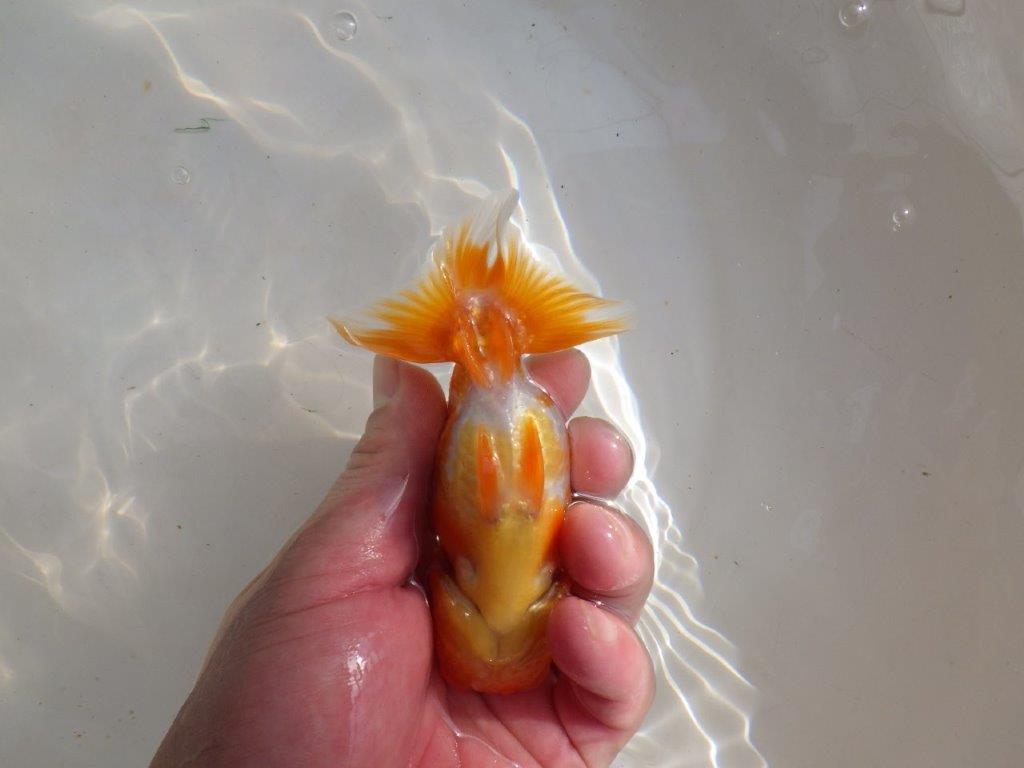 【管理魚】頭が良く尾張りも良い更紗らんちゅう　二歳魚　 　約13ｃｍ  メス？