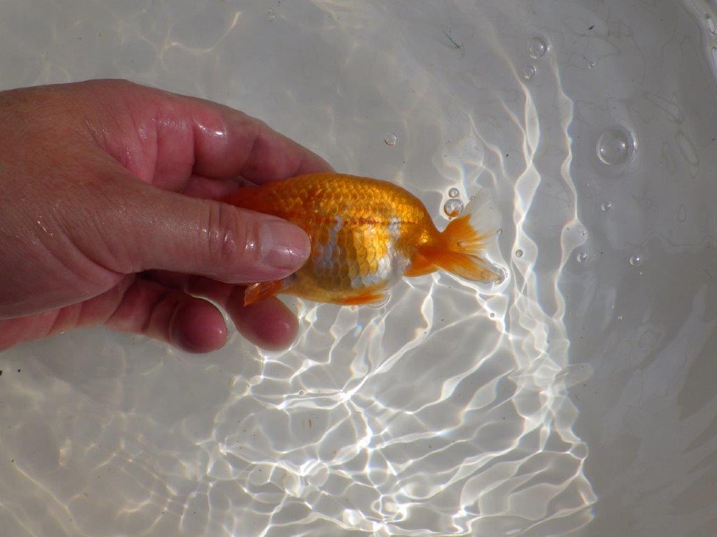 【管理魚】頭が良く尾張りも良い更紗らんちゅう　二歳魚　 　約13ｃｍ  メス？