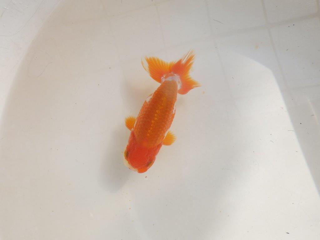 【管理魚】背が綺麗で尾張りも良い更紗らんちゅう　二歳魚　 　約14ｃｍ  オス？