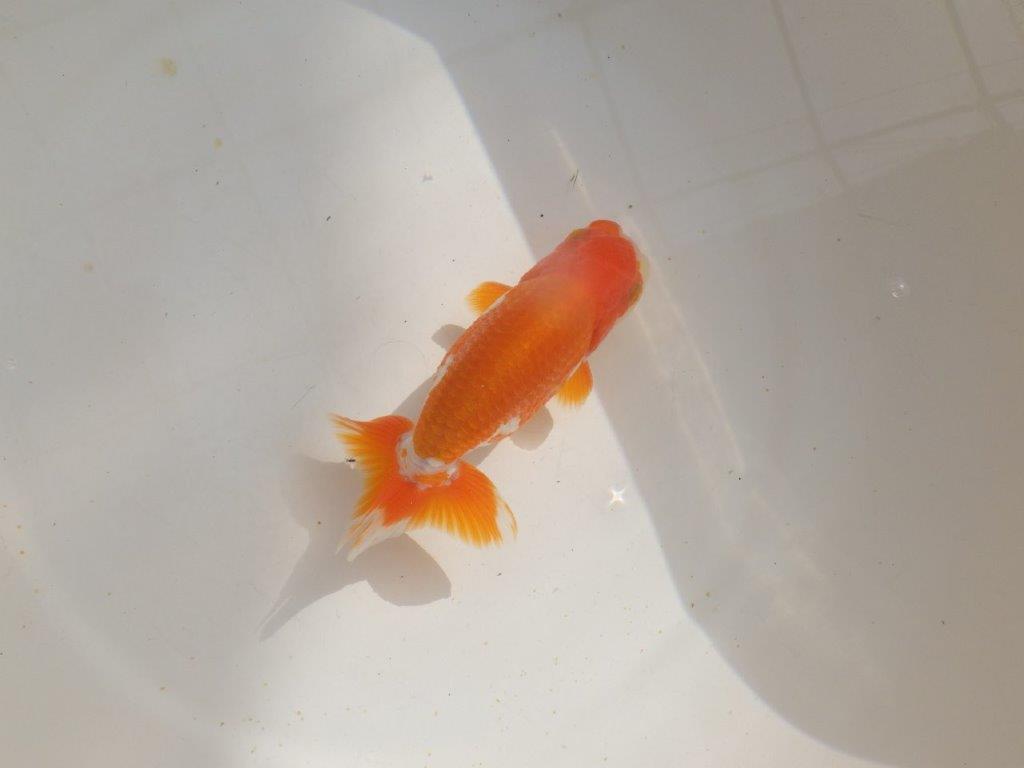 【管理魚】背が綺麗で尾張りも良い更紗らんちゅう　二歳魚　 　約14ｃｍ  オス？