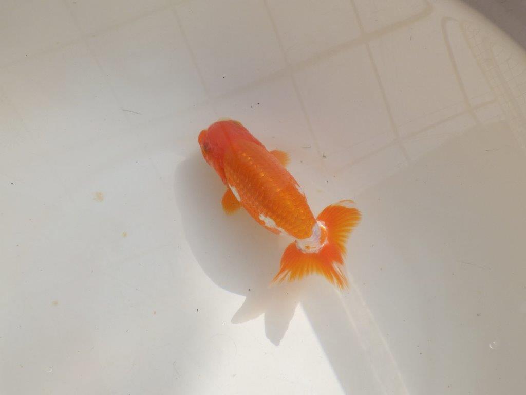 【管理魚】背が綺麗で尾張りも良い更紗らんちゅう　二歳魚　 　約14ｃｍ  オス？