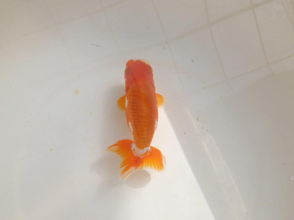 【管理魚】背が綺麗で尾張りも良い更紗らんちゅう　二歳魚　 　約14ｃｍ  オス？