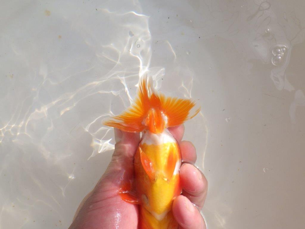 【管理魚】背が綺麗で尾張りも良い更紗らんちゅう　二歳魚　 　約14ｃｍ  オス？