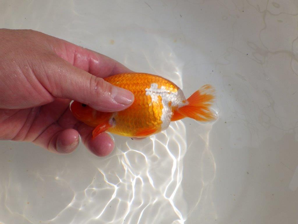 【管理魚】背が綺麗で尾張りも良い更紗らんちゅう　二歳魚　 　約14ｃｍ  オス？