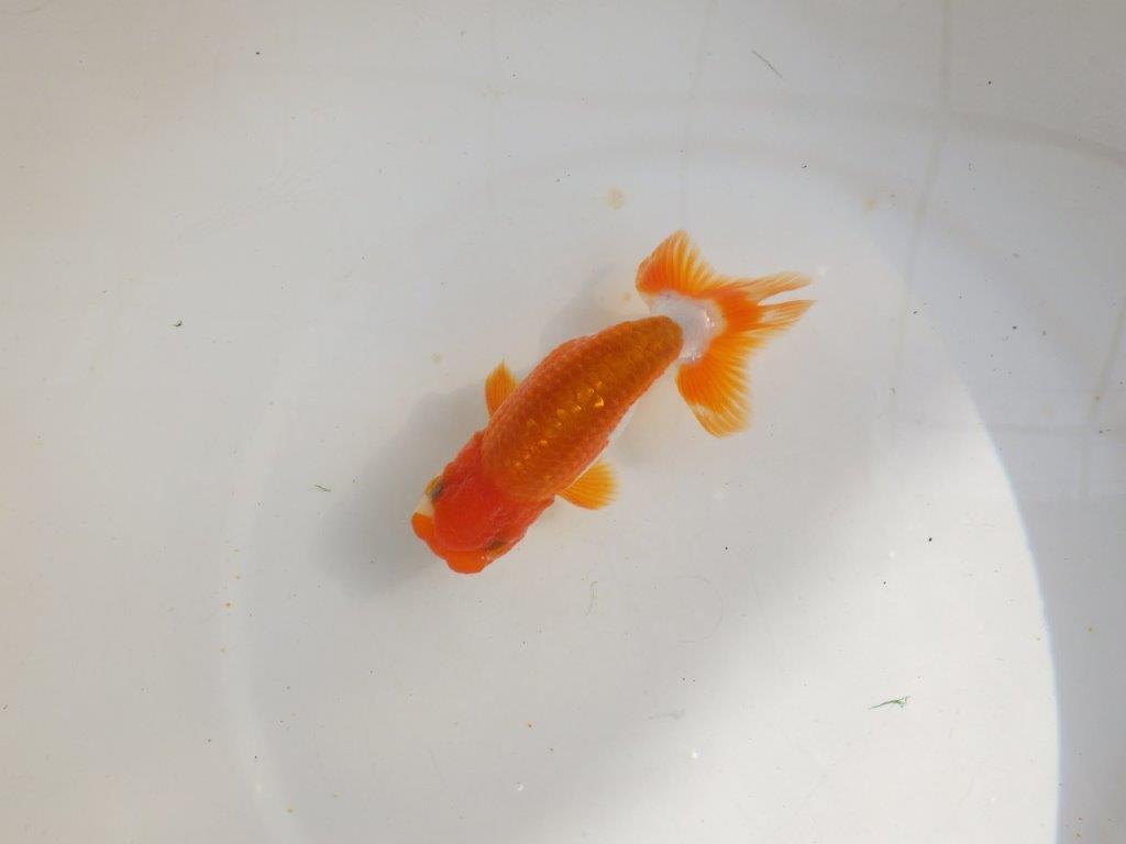 【管理魚】ご鑑賞お勧め更紗らんちゅう　二歳魚　 　約14ｃｍ  オス？