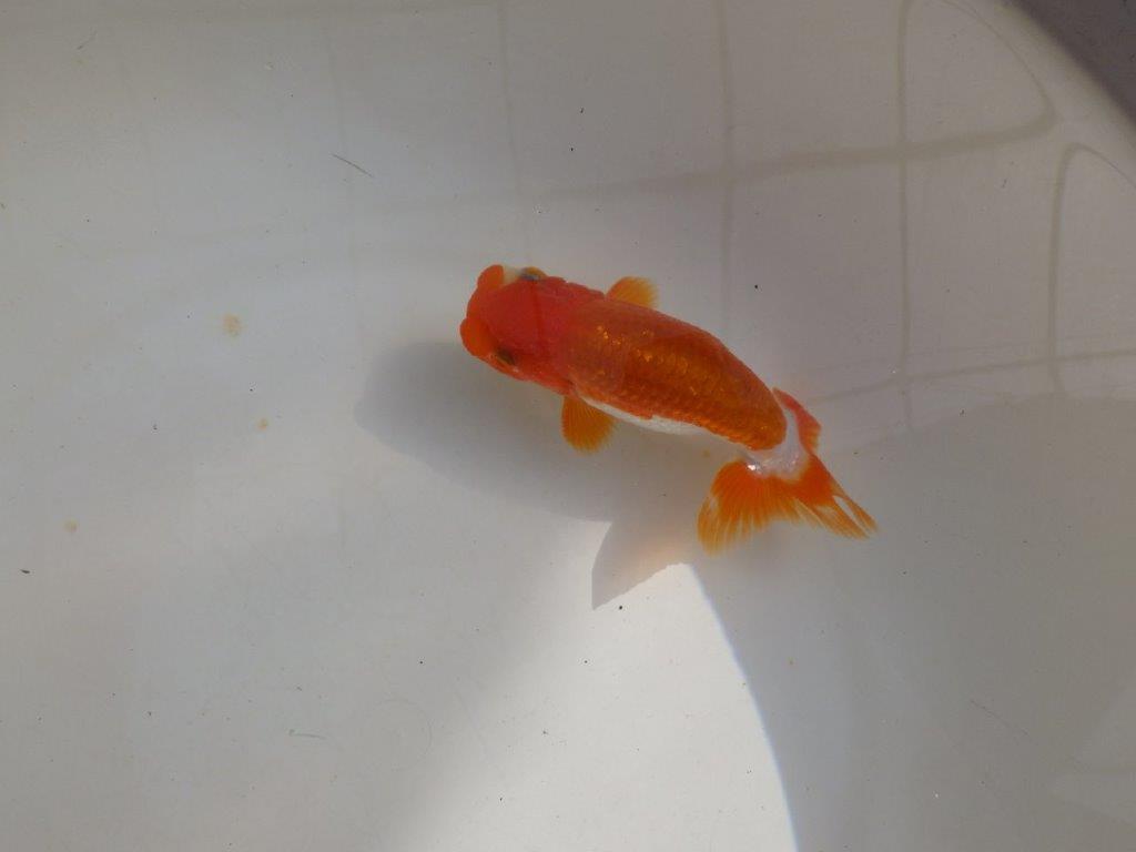 【管理魚】ご鑑賞お勧め更紗らんちゅう　二歳魚　 　約14ｃｍ  オス？