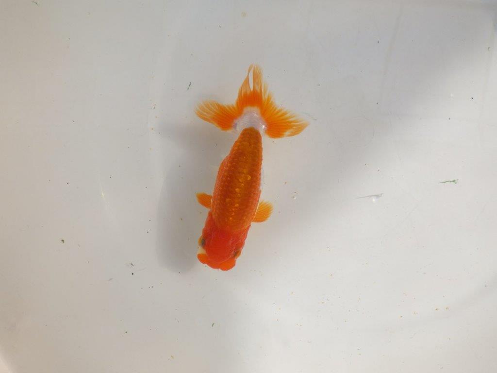 【管理魚】ご鑑賞お勧め更紗らんちゅう　二歳魚　 　約14ｃｍ  オス？