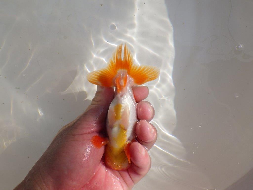 【管理魚】ご鑑賞お勧め更紗らんちゅう　二歳魚　 　約14ｃｍ  オス？