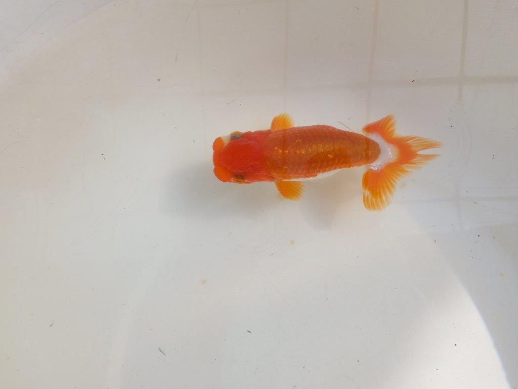 【管理魚】ご鑑賞お勧め更紗らんちゅう　二歳魚　 　約14ｃｍ  オス？