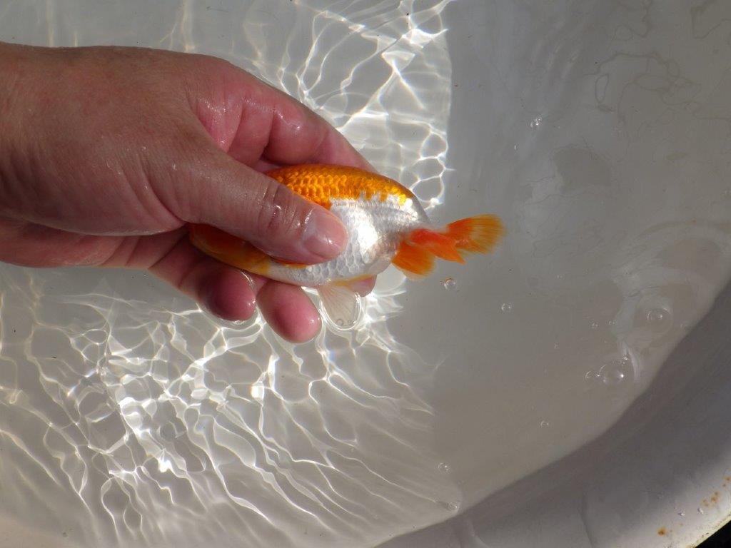【管理魚】ご鑑賞お勧め更紗らんちゅう　二歳魚　 　約14ｃｍ  オス？