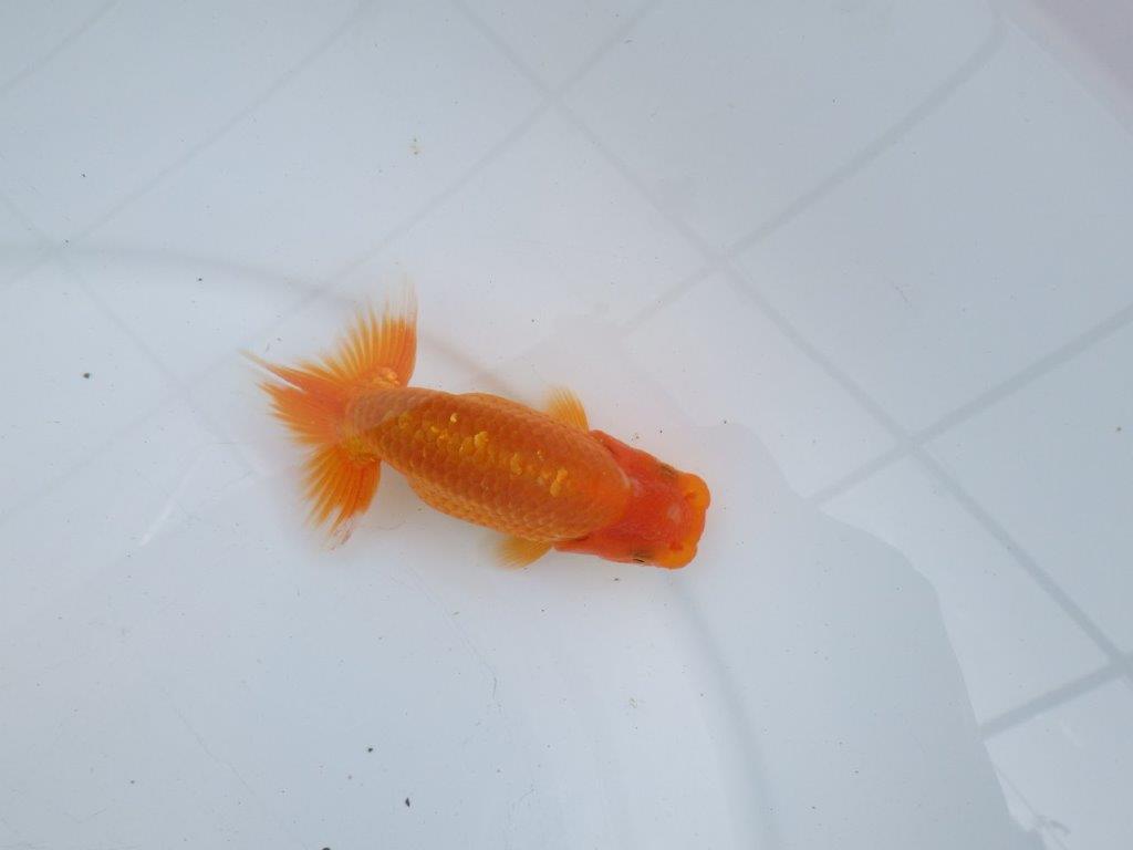 【愛知M 様】魚っぷりの良い当歳らんちゅう  約11.5㎝の上身