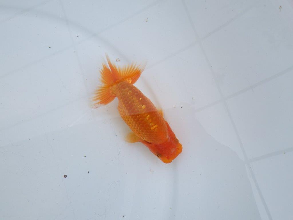 【愛知M 様】魚っぷりの良い当歳らんちゅう 約11.5㎝