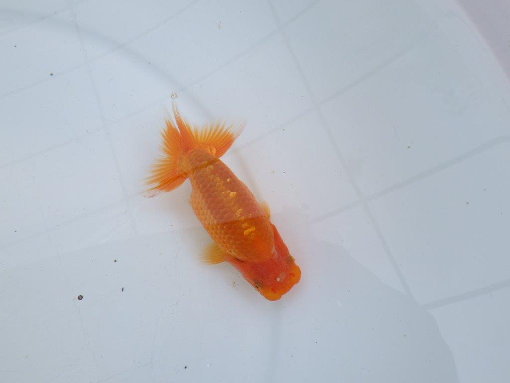 【愛知M 様】魚っぷりの良い当歳らんちゅう 約11.5㎝