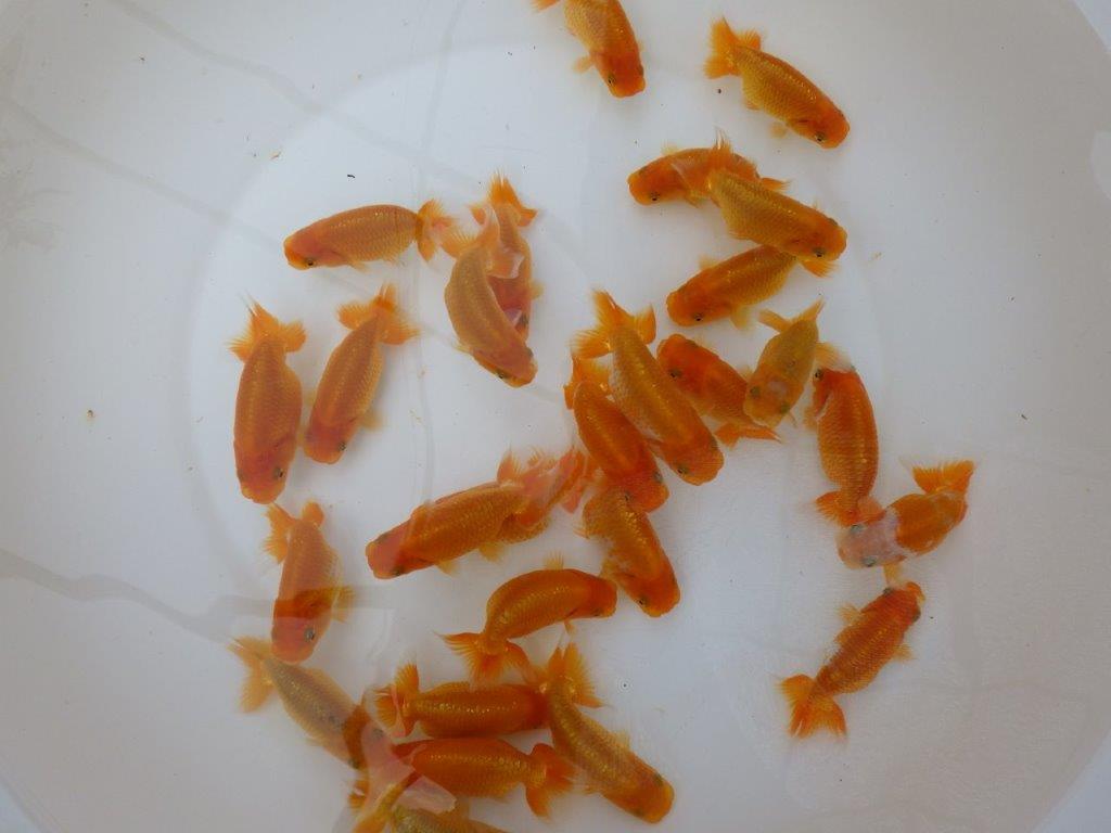 【岡山村上暢彦氏】入荷魚の中から一番良い魚たち５尾セット約７~９㎝ 限定１セット