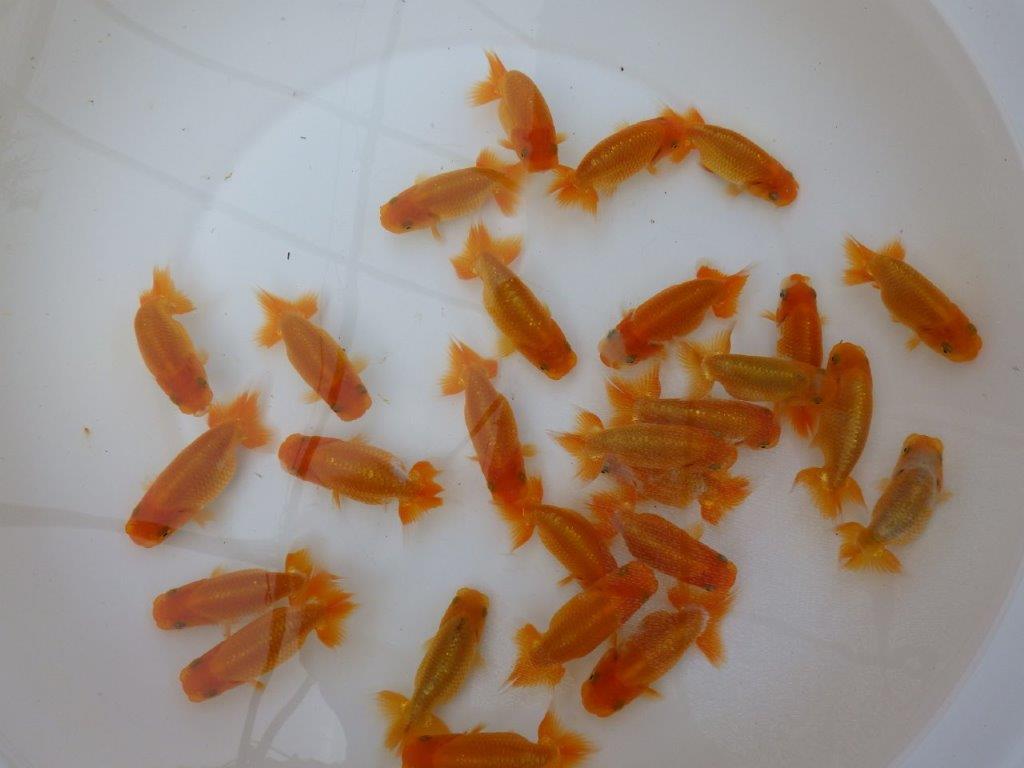 【岡山村上暢彦氏】入荷魚の中から一番良い魚たち５尾セット約７~９㎝ 限定１セット