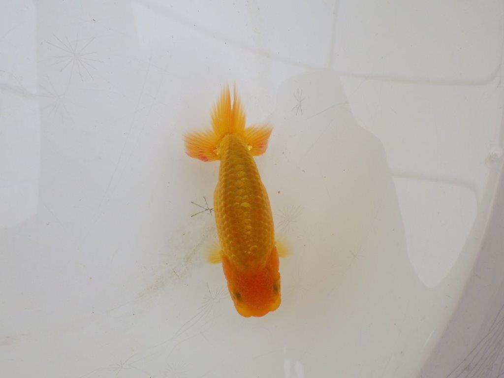【愛知超優良系統 】背も綺麗！素直な魚！当歳らんちゅう約9,5㎝の上身