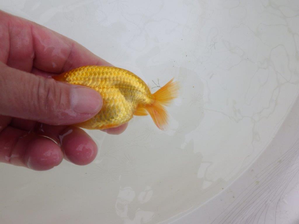 【愛知超優良系統 】背も綺麗!素直な魚!当歳らんちゅう約9,5㎝