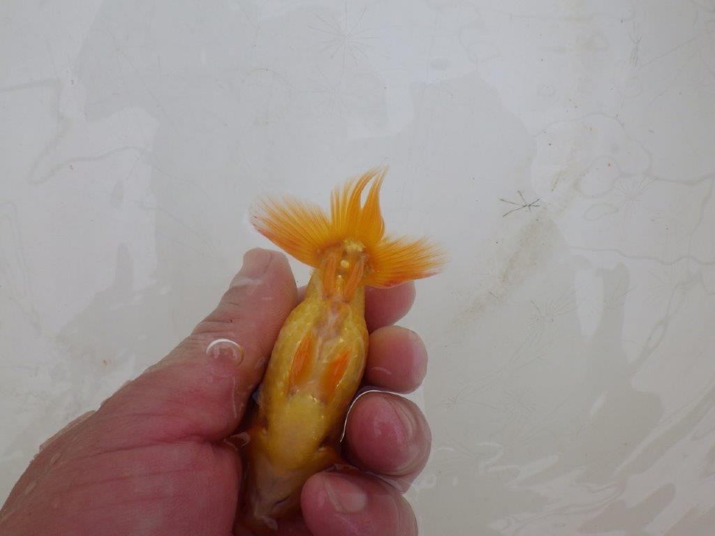 【愛知超優良系統 】背も綺麗!素直な魚!当歳らんちゅう約9,5㎝
