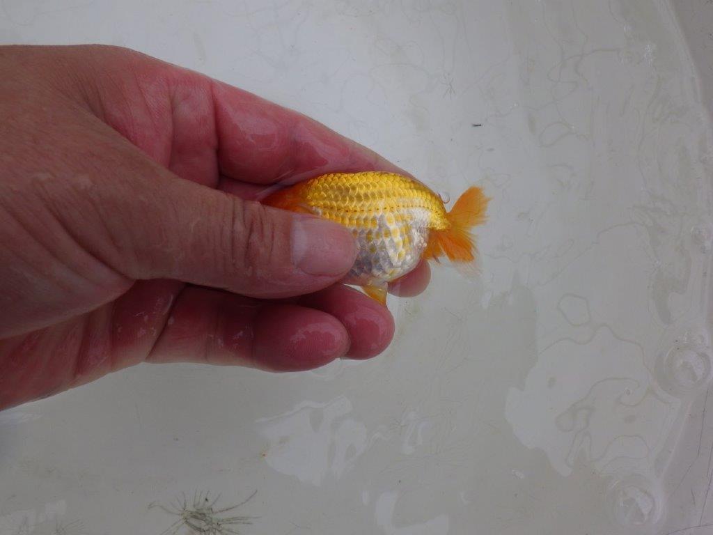 【愛知超優良系統 】味のあるタイプの当歳らんちゅう約8㎝