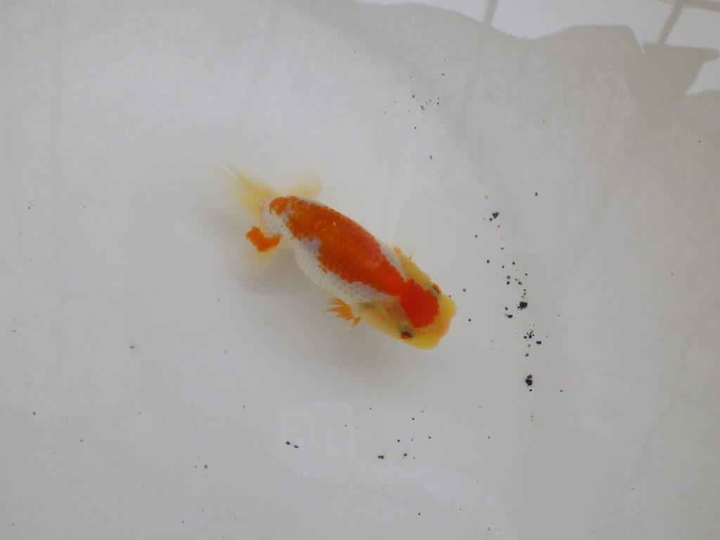 【日らん優等賞獲得ブリーダー】背も綺麗でしっかりした当歳らんちゅう約8,5㎝