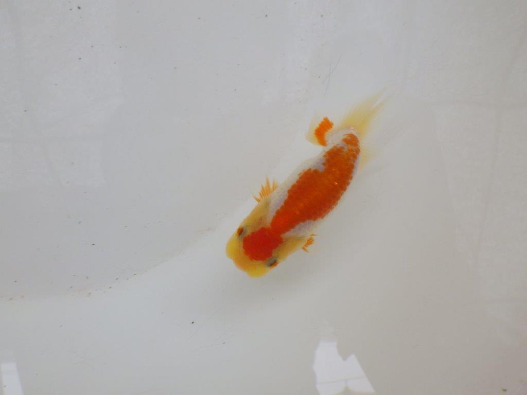 【日らん優等賞獲得ブリーダー】背も綺麗でしっかりした当歳らんちゅう約8,5㎝