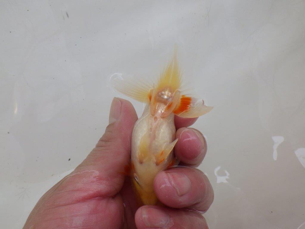【日らん優等賞獲得ブリーダー】背も綺麗でしっかりした当歳らんちゅう約8,5㎝