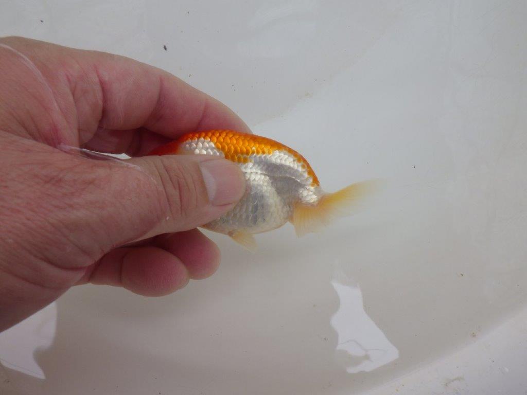 【日らん優等賞獲得ブリーダー】背も綺麗でしっかりした当歳らんちゅう約8,5㎝