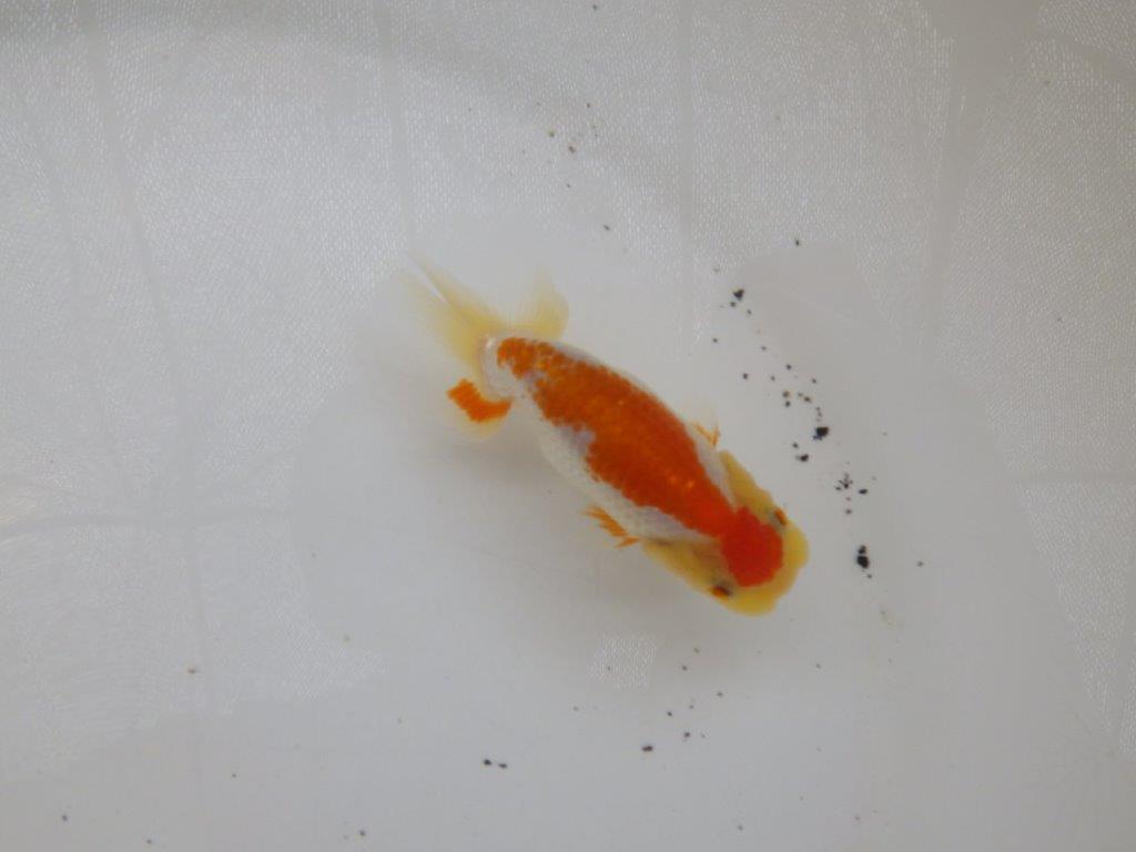 【日らん優等賞獲得ブリーダー】背も綺麗でしっかりした当歳らんちゅう約8,5㎝の上身
