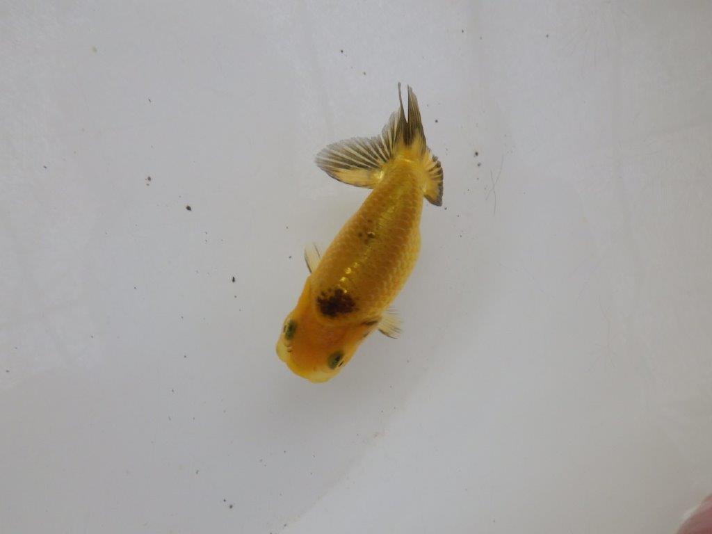 【日らん優等賞獲得ブリーダー】色変わり中の当歳らんちゅう約8,5㎝の上身