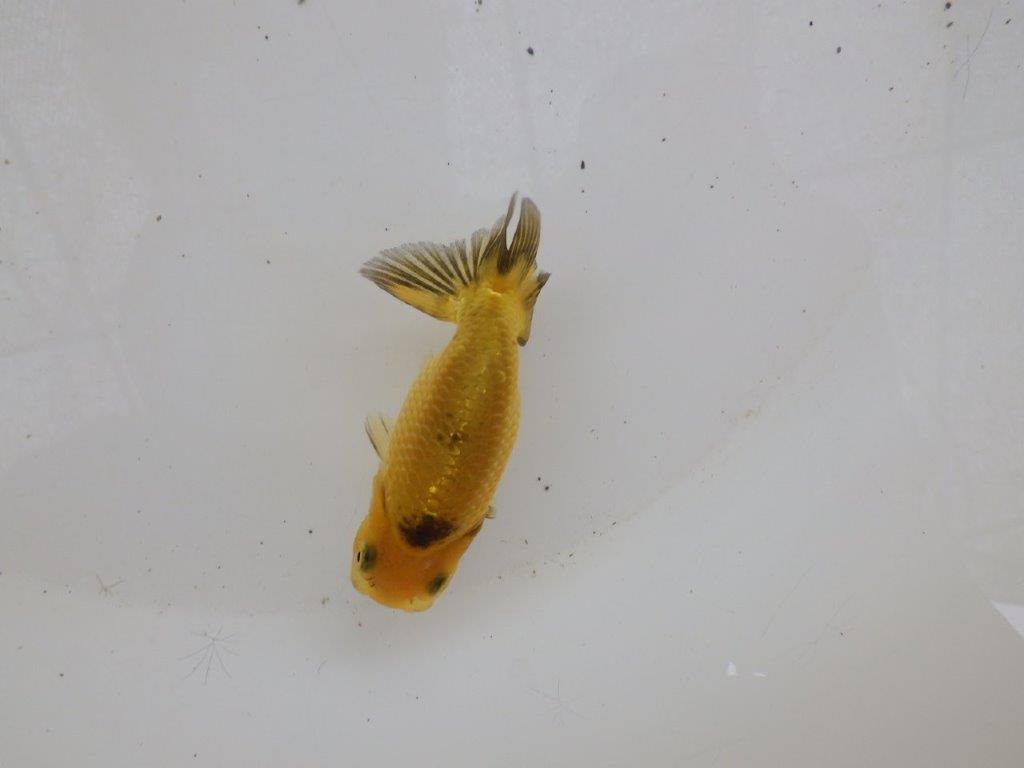 【日らん優等賞獲得ブリーダー】色変わり中の当歳らんちゅう約8,5㎝