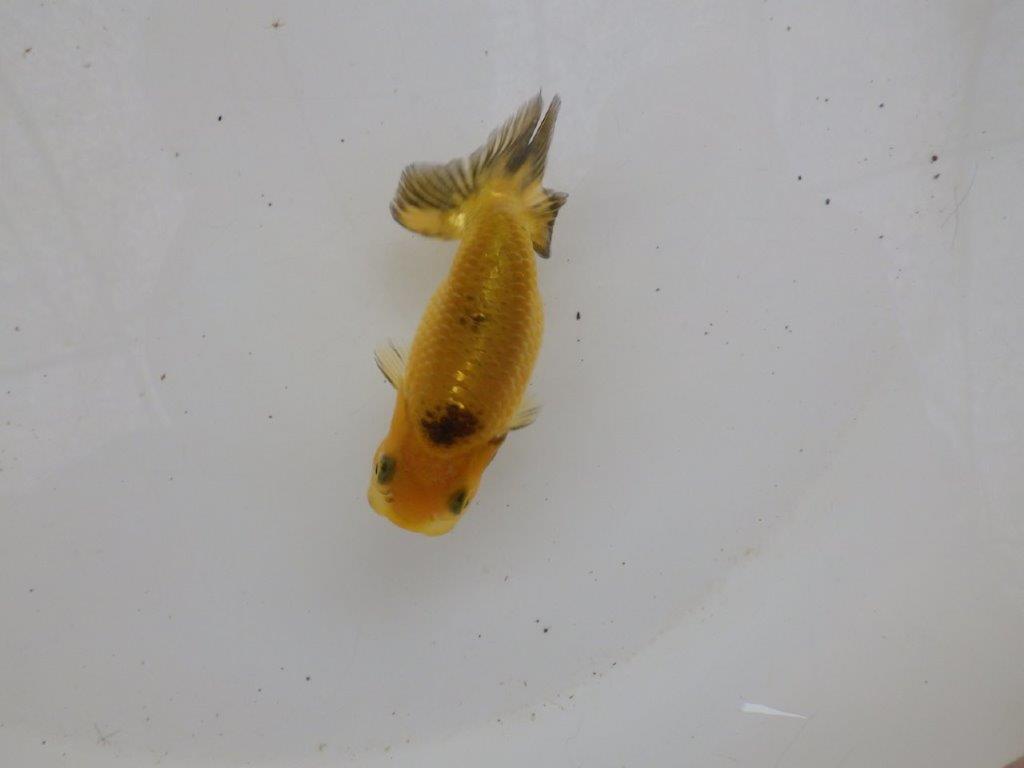 【日らん優等賞獲得ブリーダー】色変わり中の当歳らんちゅう約8,5㎝