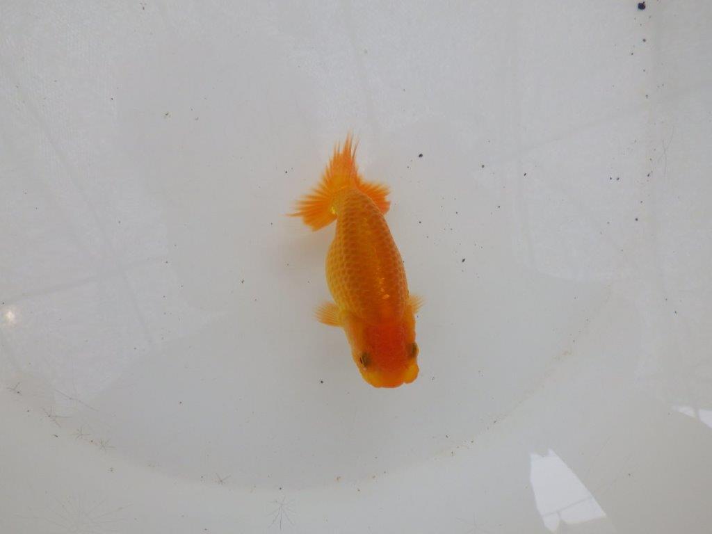 【日らん優等賞獲得ブリーダー】お腹の柄が綺麗で横見おすすめの当歳らんちゅう大約８㎝