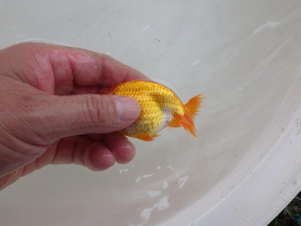 【日らん優等賞獲得ブリーダー】お腹の柄が綺麗で横見おすすめの当歳らんちゅう大約８㎝
