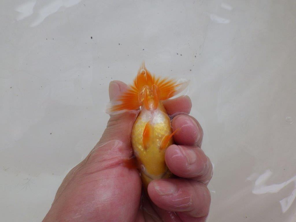 【日らん優等賞獲得ブリーダー】お腹の柄が綺麗で横見おすすめの当歳らんちゅう大約８㎝