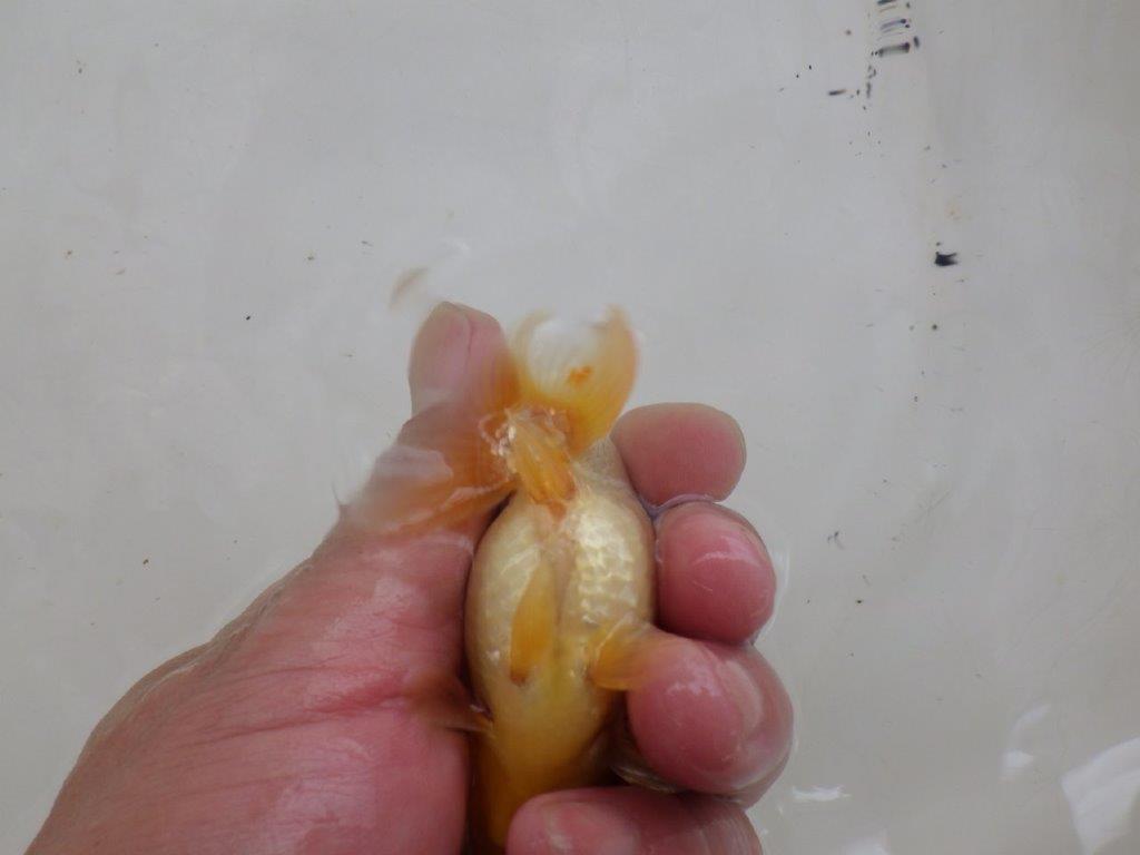 【日らん優等賞獲得ブリーダー】しっかりした体系の白系、当歳らんちゅう約8,5㎝