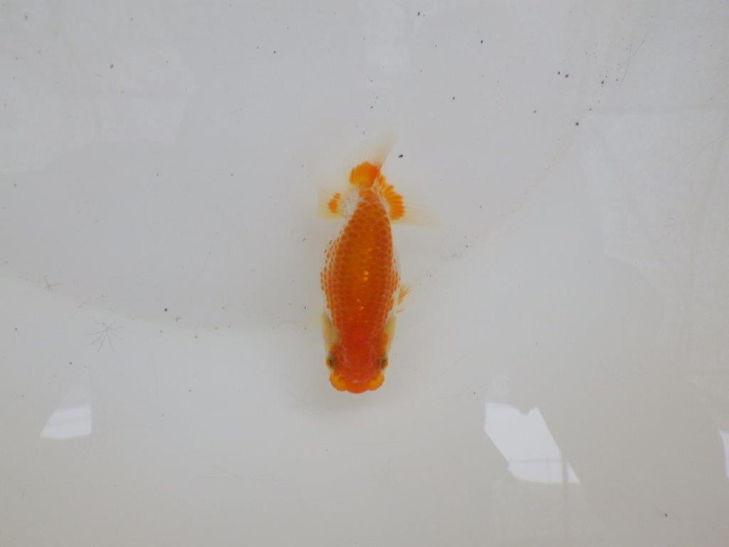 【日らん優等賞獲得ブリーダー】体高のあるタイプの当歳らんちゅう約8,5㎝