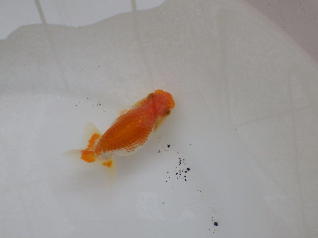 【日らん優等賞獲得ブリーダー】体高のあるタイプの当歳らんちゅう約8,5㎝