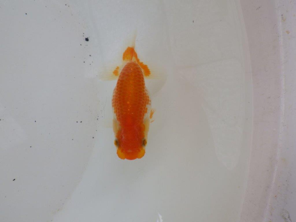 【日らん優等賞獲得ブリーダー】体高のあるタイプの当歳らんちゅう約8,5㎝の上身
