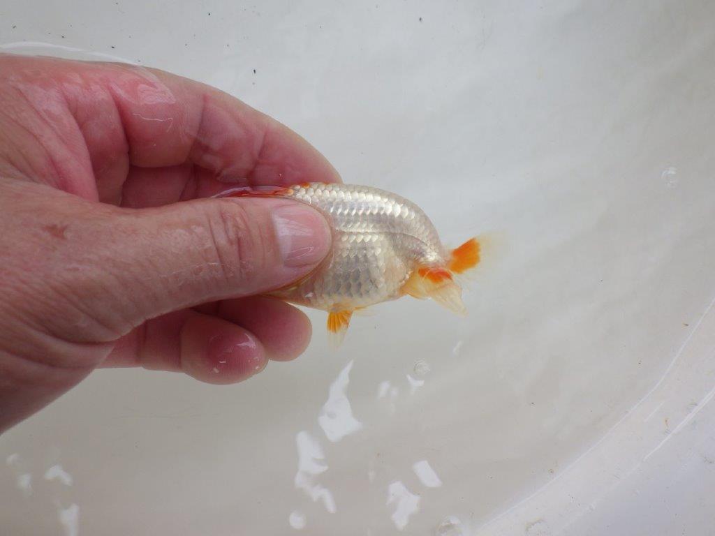 【日らん優等賞獲得ブリーダー】めりはりのきいた柄が美しい当歳らんちゅう約8,5㎝