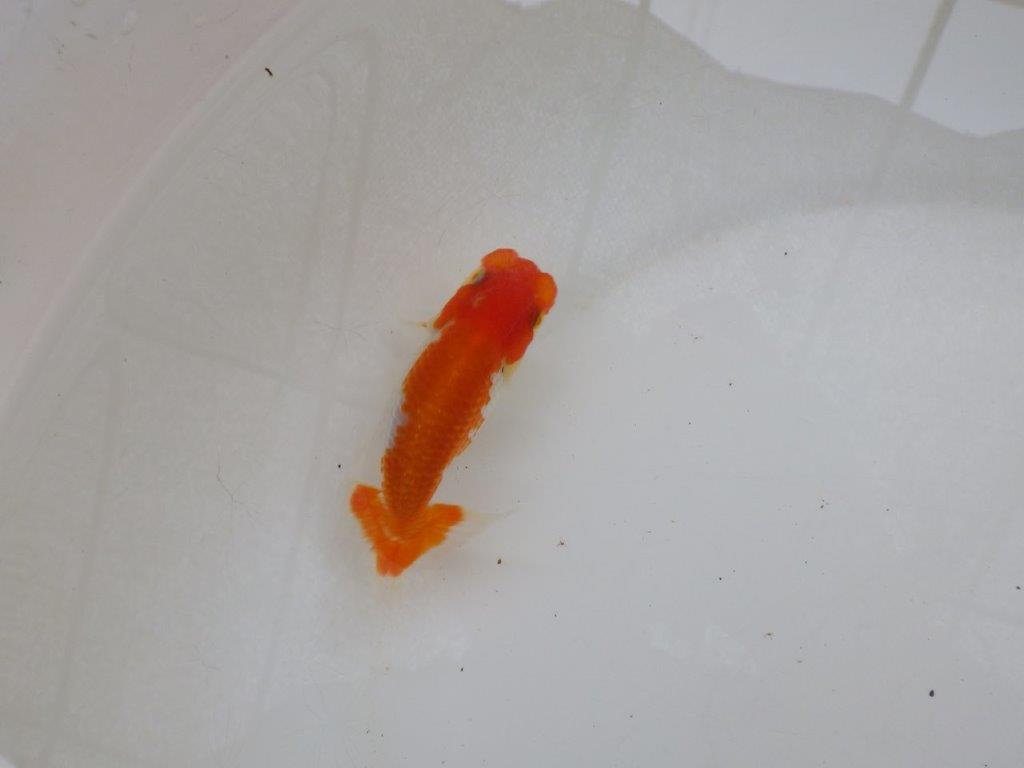 【日らん優等賞獲得ブリーダー】面白味のある更紗!当歳らんちゅう約9,5㎝