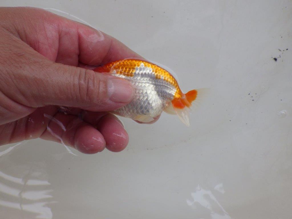 【日らん優等賞獲得ブリーダー】面白味のある更紗!当歳らんちゅう約9,5㎝