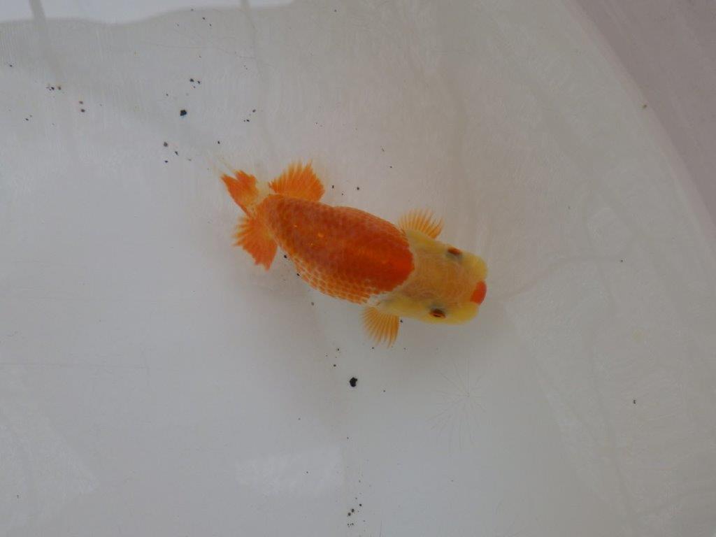 【日らん優等賞獲得ブリーダー】綺麗な更紗!カナコ系当歳らんちゅう約9,5㎝
