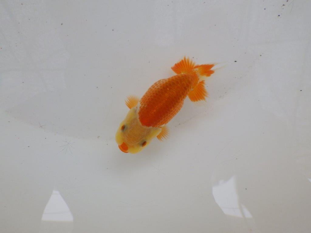 【日らん優等賞獲得ブリーダー】綺麗な更紗!カナコ系当歳らんちゅう約9,5㎝