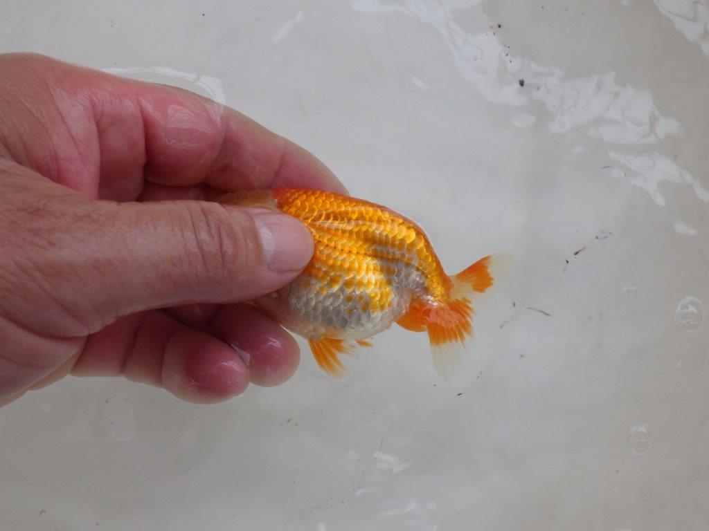 【日らん優等賞獲得ブリーダー】綺麗な更紗!カナコ系当歳らんちゅう約9,5㎝