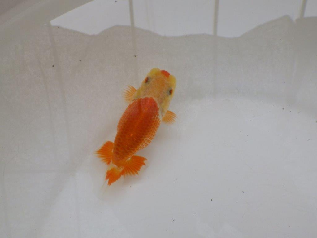 【日らん優等賞獲得ブリーダー】綺麗な更紗!カナコ系当歳らんちゅう約9,5㎝